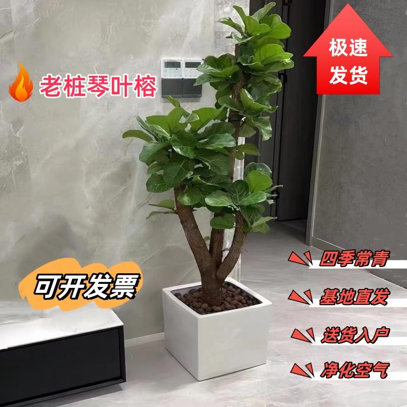 网红琴叶榕老桩棒棒糖造型室内北欧风盆栽好养四季常青大型真绿植