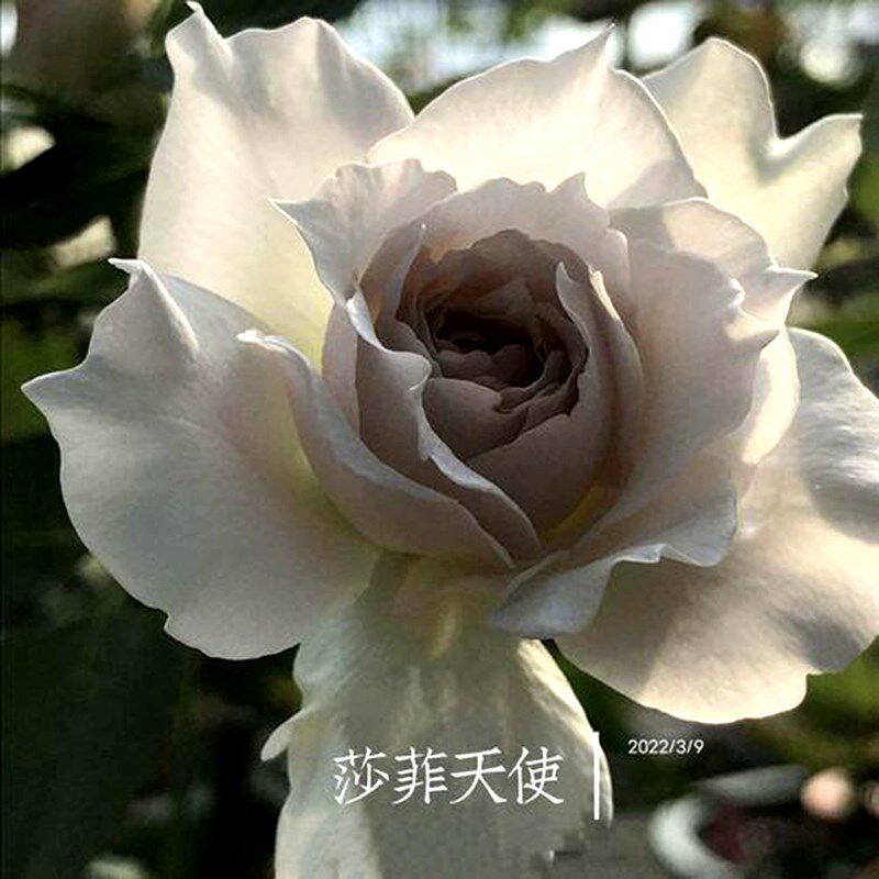 莎菲天使b玫瑰月季花苗稀有新品日月河本纯子白色淡紫灌木浓香切
