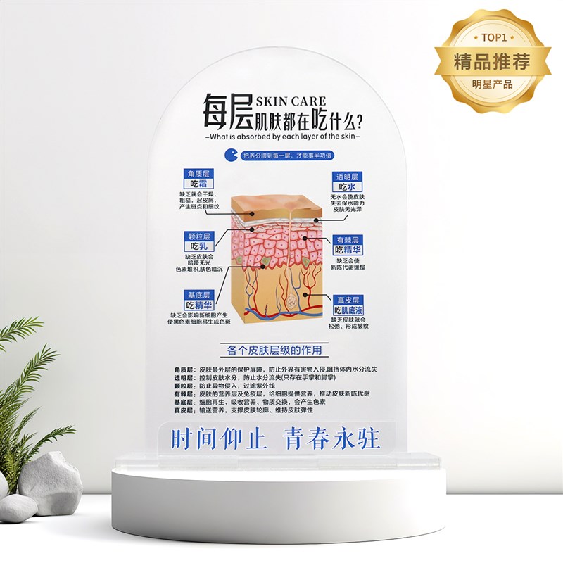 美妆店摆件皮肤层级吃什么台牌护肤知识分层抗衰肌肤结构展示牌