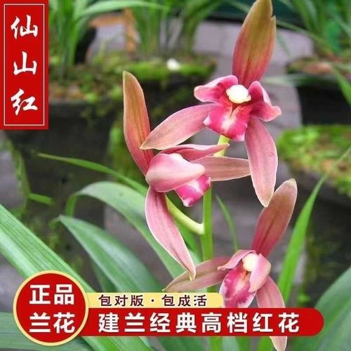 兰花苗建兰经典红花仙山红浓香四季兰草名贵浓香花苞好养花卉绿植
