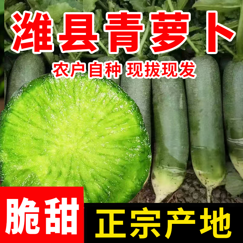 山东潍坊水果萝卜正宗潍县特产青冰激凌萝卜生吃新鲜农家产地直发