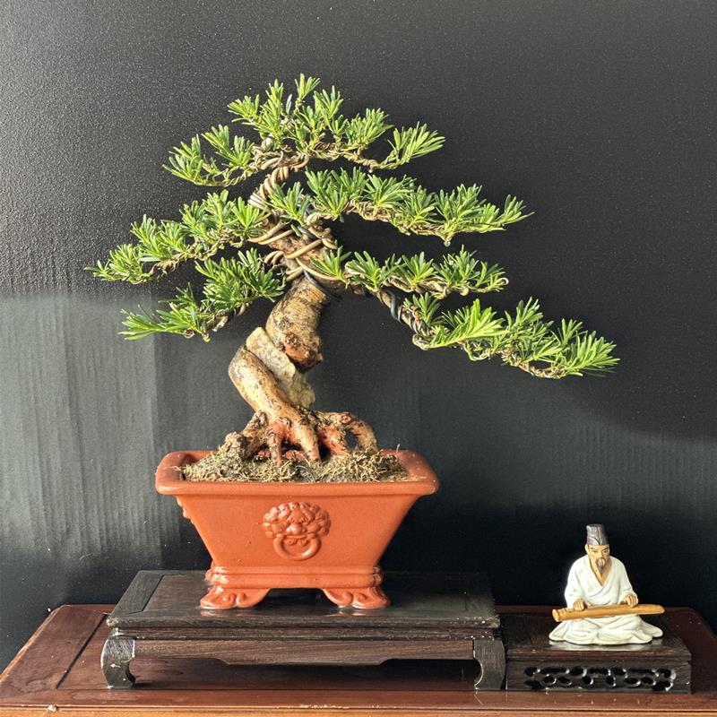 原生罗汉松盆景提根老桩米叶雀舌造型阳台庭院常绿景观树一物一拍