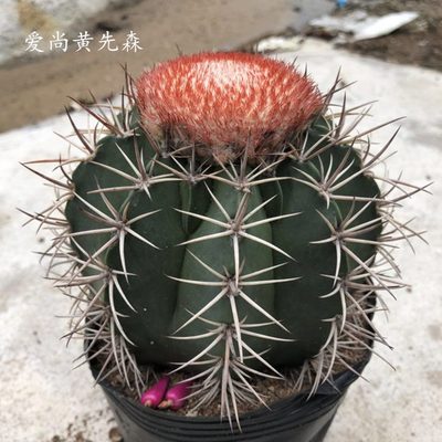 】小盆栽运当鸿办公室仙人掌物头 拍摄【层云 仙人球奇特实