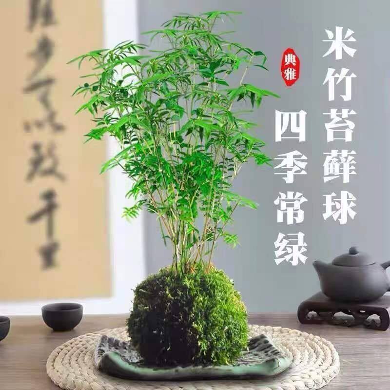 水培米竹苔藓球观音竹凤尾竹办公室客厅观叶微观植物阳台庭院盆