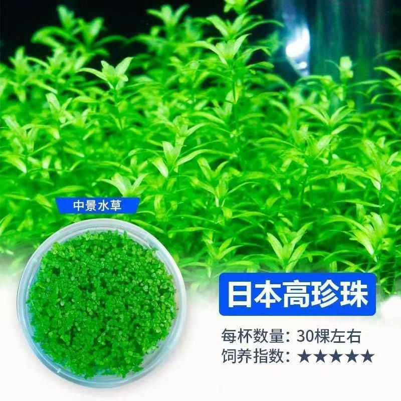 鱼缸草缸菌水草造景日本高珍珠草阴性需懒人前景后景新手