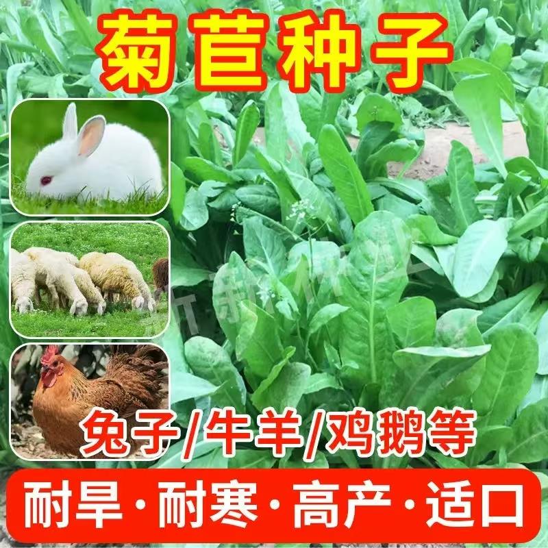 菊苣种子大叶多年生兔草猪