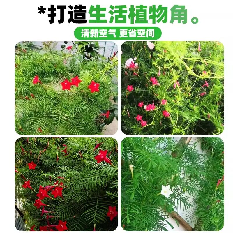 羽叶茑萝花种子庭院爬藤植物五角星花爬墙花盆栽阳台四季花卉种子
