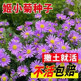 姬小菊花种子四季种开花阳台庭院盆栽花坛花镜耐寒苗花卉籽花卉孑