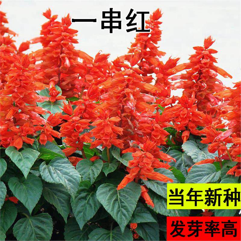 一串红种子矮花鼠尾草炮仗