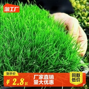 草坪种子免修剪四季青绿化草皮草籽足球场黑麦草子种多年生狗牙根