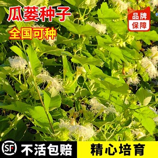 瓜蒌高产种子材野生瓜蒌南瓜吊瓜栝楼春秋四季庭院阳台盆栽播种孑