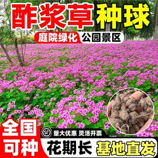 酢浆草种球红花炸浆草四季种植苗室内盆栽三叶幸运草蝴蝶花种籽子