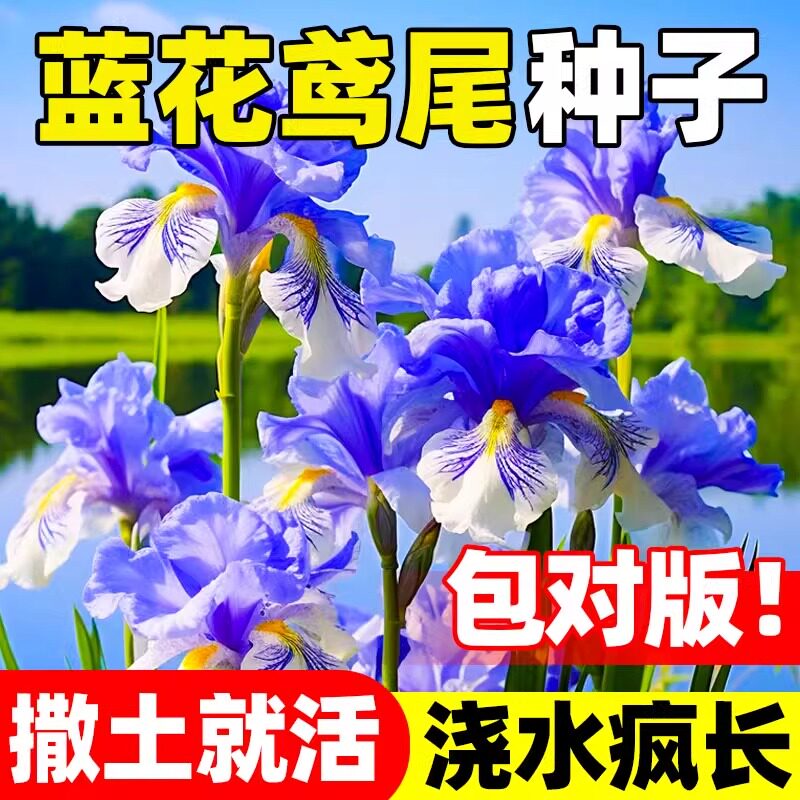 蓝花鸢尾种子花籽燕尾多季播种开花易活庭院景观绿化盆栽耐阴种孑