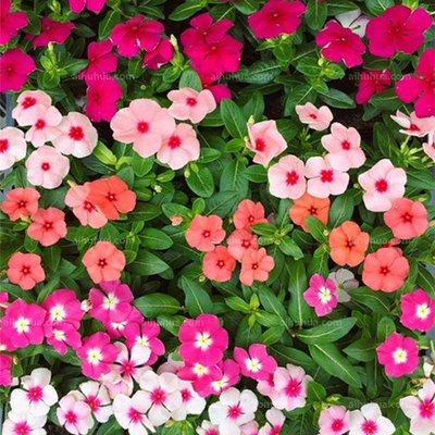 长春花种子日四季室内庭院
