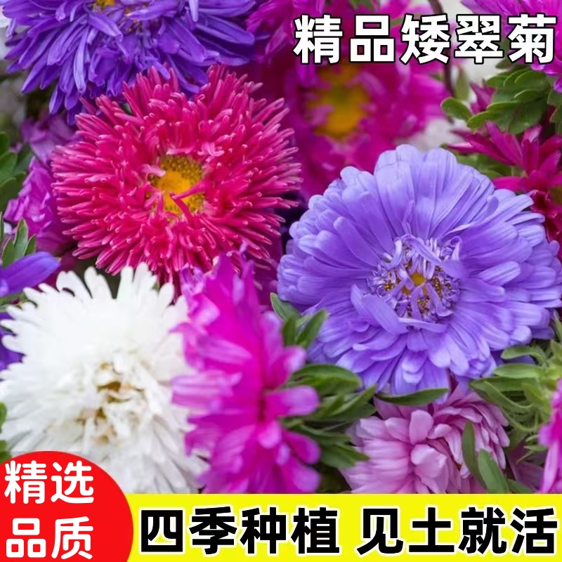 矮翠菊种子易植物大花好养