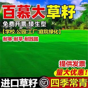 矮生百慕大草籽绿化四季常青露营民宿草皮种籽耐旱耐践踏草坪种子