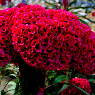 【巨型鸡冠花种子】球状鸡髻花室外大花易种花园景观阳台盆栽花籽