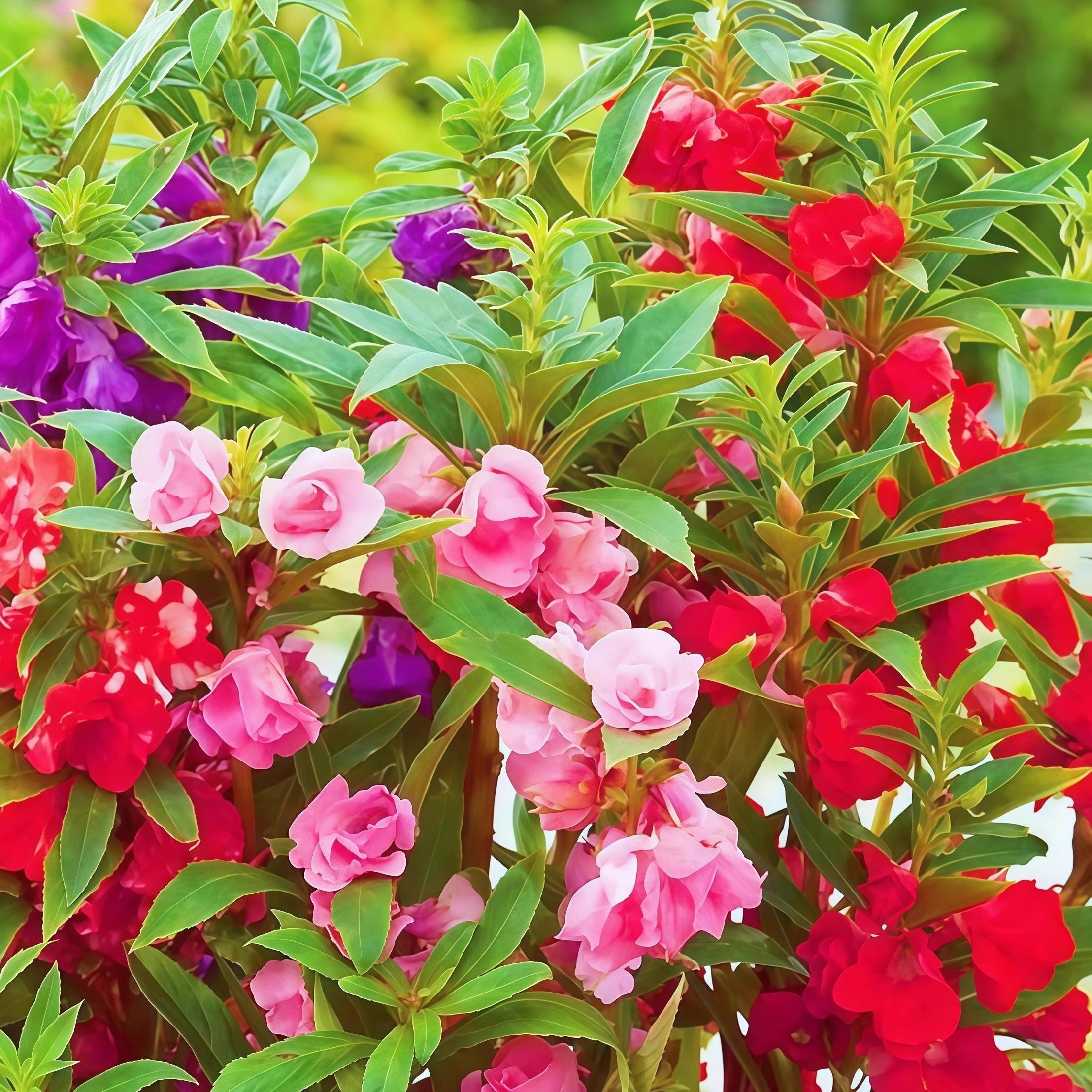 重瓣茶花凤仙花种子指甲花向日葵易活庭院种植四季播种花卉种籽孑