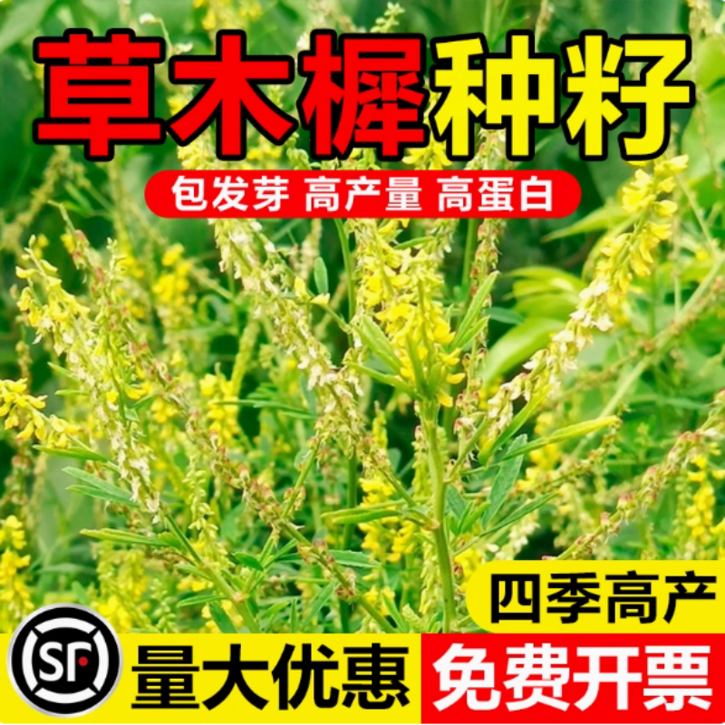 草木犀种子樨籽优质牧黄花