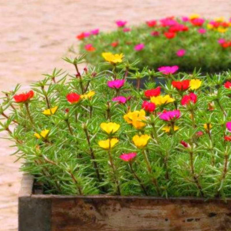 重瓣单太阳花种孑庭院籽子