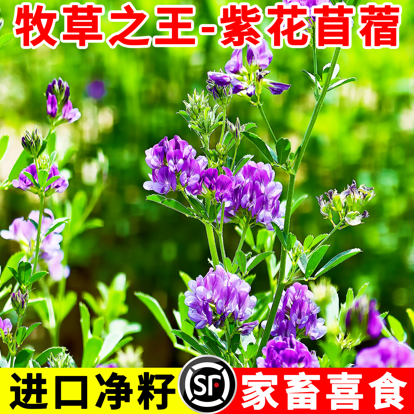 紫花苜蓿种子多茬收割畜牧养殖高蛋白草籽四季高产多年生牧草种子