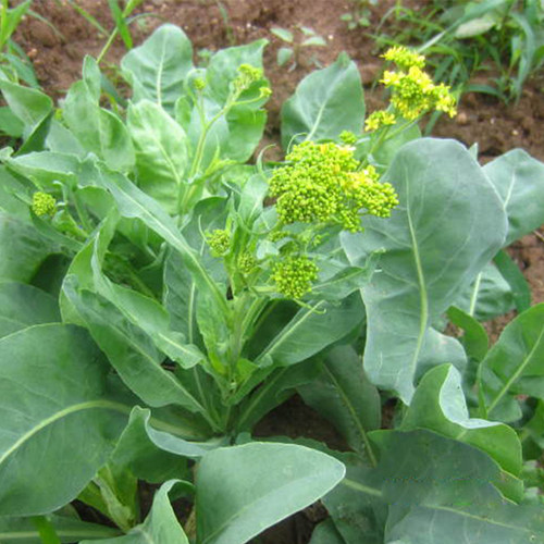 板蓝根种子籽菜大青叶菘药