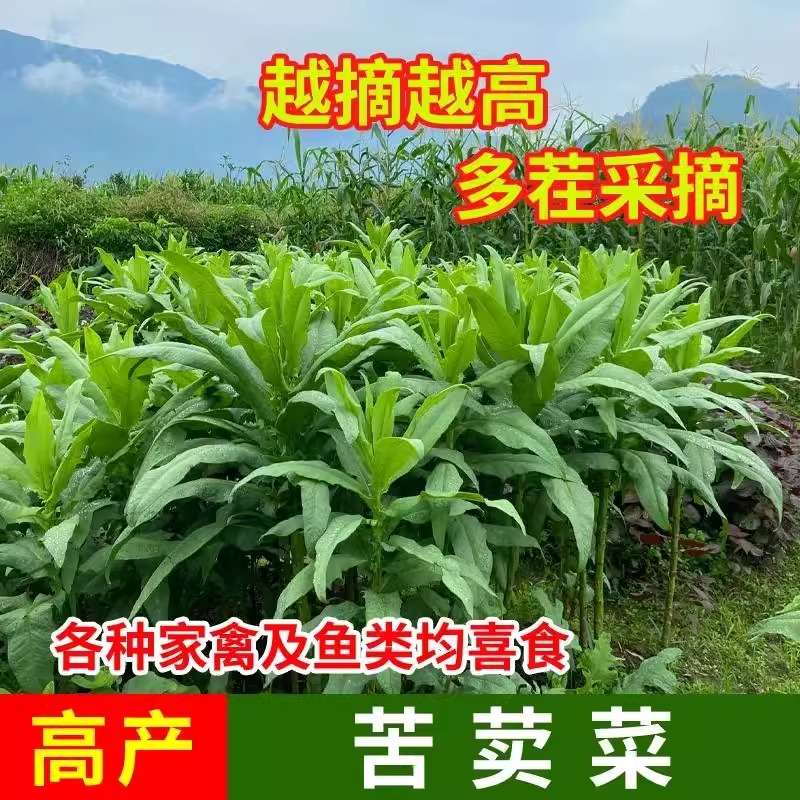 正品农家苦麦菜种子苦麻菜牧草鸡鸭鹅菜兔鱼猪牛家禽优质催芽种植