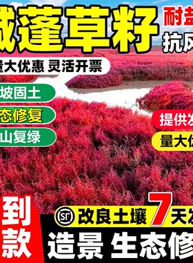 碱蓬草种子红色翅碱蓬卤蓬土壤沙荒地绿化耐盐碱治理土壤改良种籽