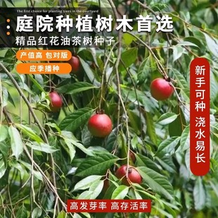 新采 茶花种子 油茶种子 茶子树 茶油树红花油茶白花茶耐冬大果籽