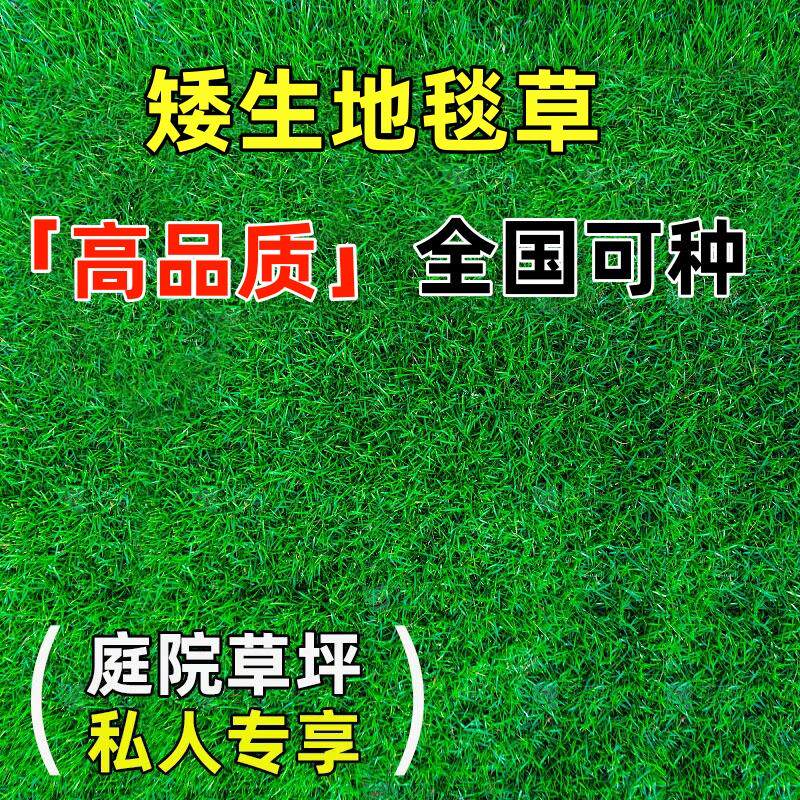 进口高档庭院地毯草四季青草坪种子矮生免修剪耐寒绿化草皮草种籽