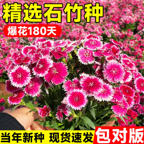 五彩石竹四季播种地被庭院花种孑