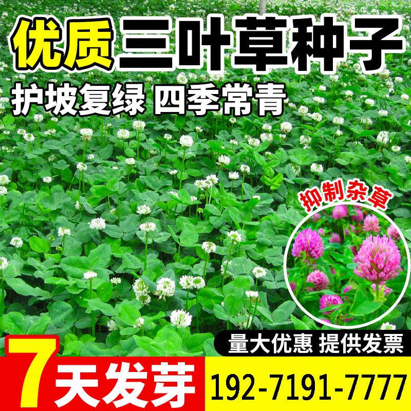 三叶草种子白三叶草籽红三叶草籽四季青草坪四季播种牧草果园绿肥