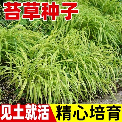 苔草种子四季常青籽绿薹多