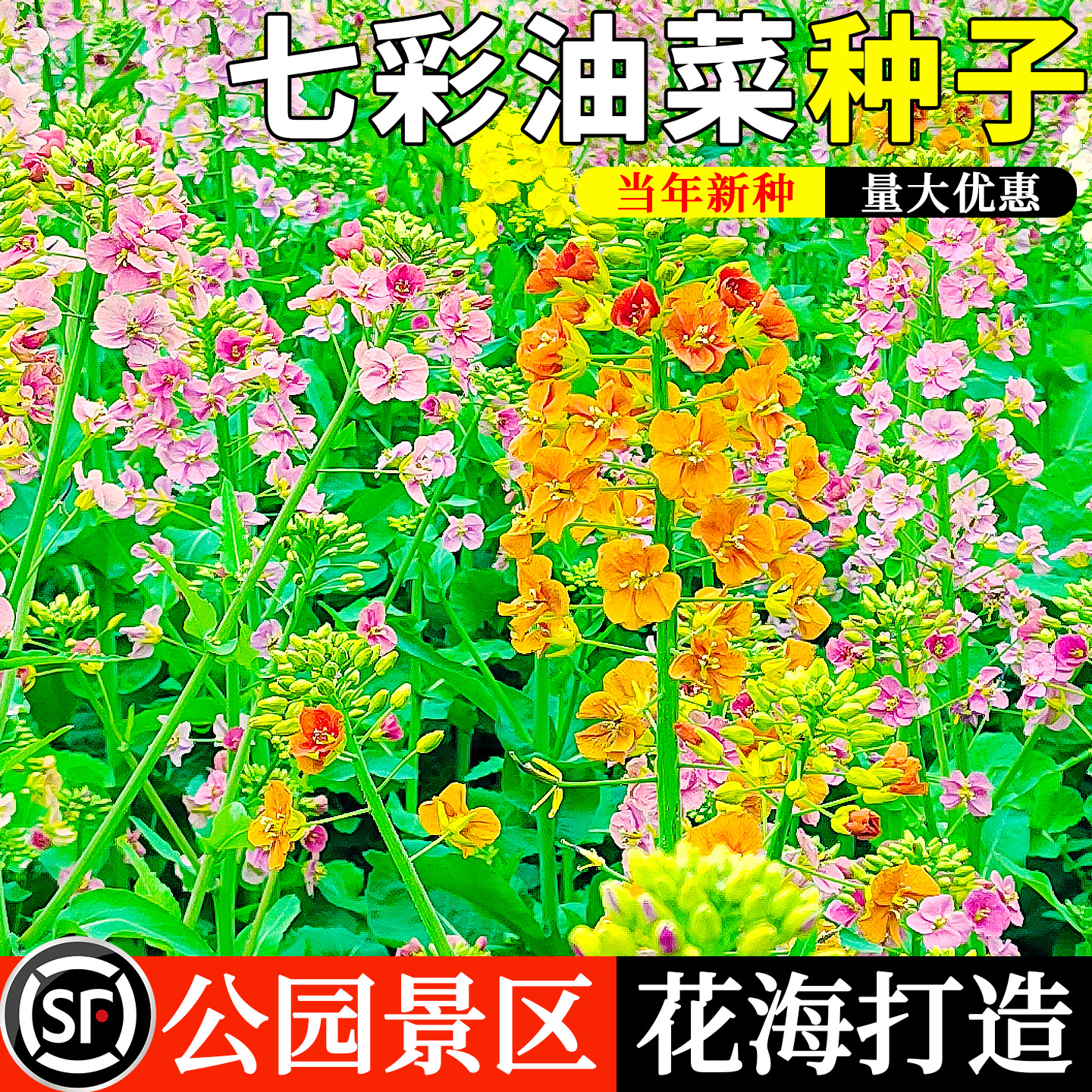 彩色油菜种子油菜籽种花海花种籽