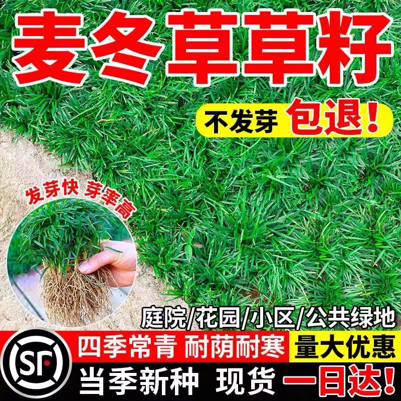 四季常青麦冬草草籽玉龙草日本矮麦冬草种籽细叶麦冬庭院绿化种子