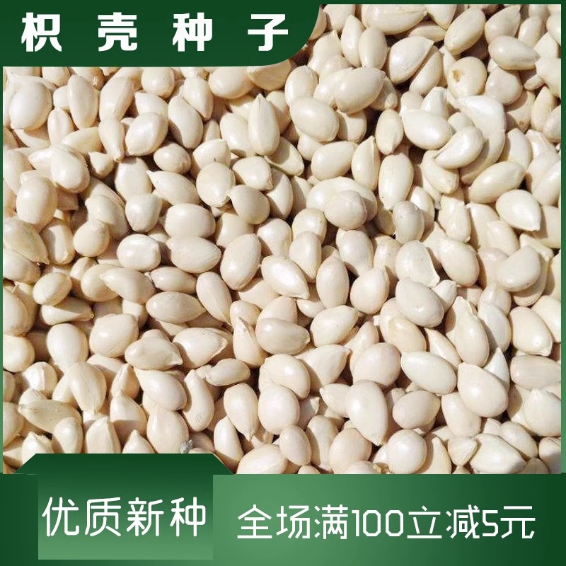 枸橘种子铁篱寨臭李枳实红