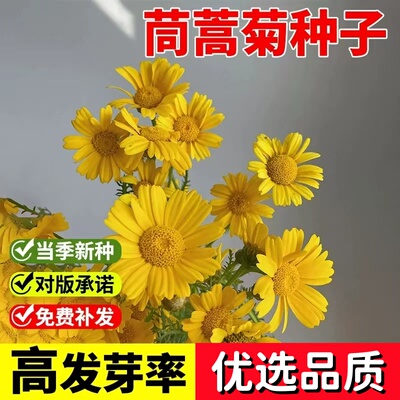 茼蒿菊种子木春花多年生四