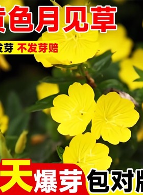 黄色月见草种子四季播开花易活多年生待宵草花种籽庭院阳台盆栽苗