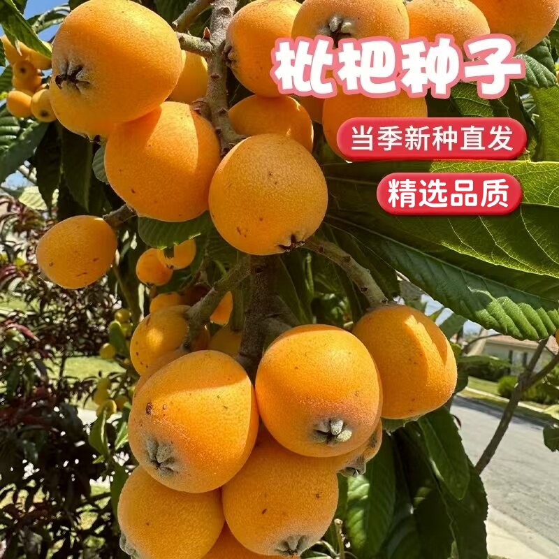 枇杷树种子砂糖子四季播无核枇杷树嫁接盆栽特大庭种植当年结果苗