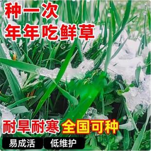 提摩西草种子喂兔子豚鼠荷兰猪龙猫陆龟四季牧草粮种植养兔专用草