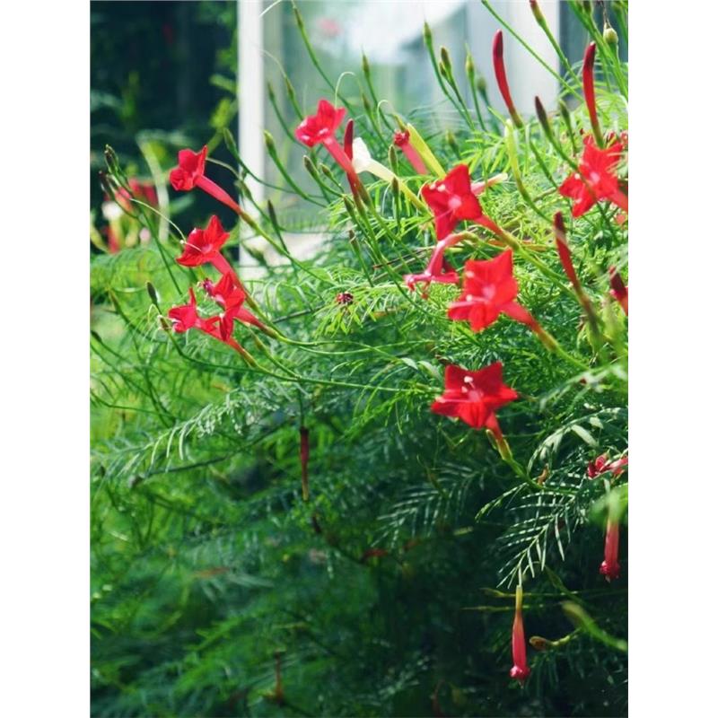 茑萝种子羽叶四季易活庭院春天种孑室外五角星花爬藤太阳花种籽