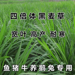 特高四倍体黑麦草种子牛羊鱼兔四季高产多年生耐寒牧草种籽猪耐旱