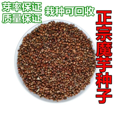 云南高成活魔芋种子产花ab