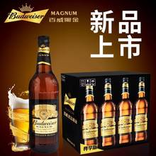 百威黑金500ml罐装啤酒百威啤酒600ml*12瓶装整箱精酿啤酒