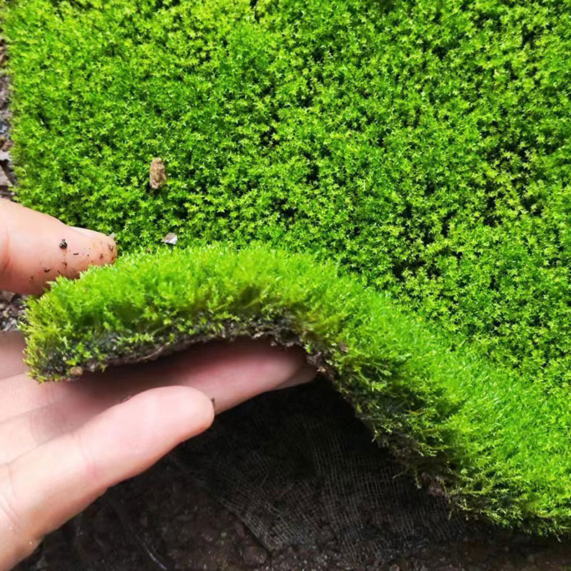 鲜活微景观植物盆景专用苔藓盆栽水陆缸假山草造景细羽青苔