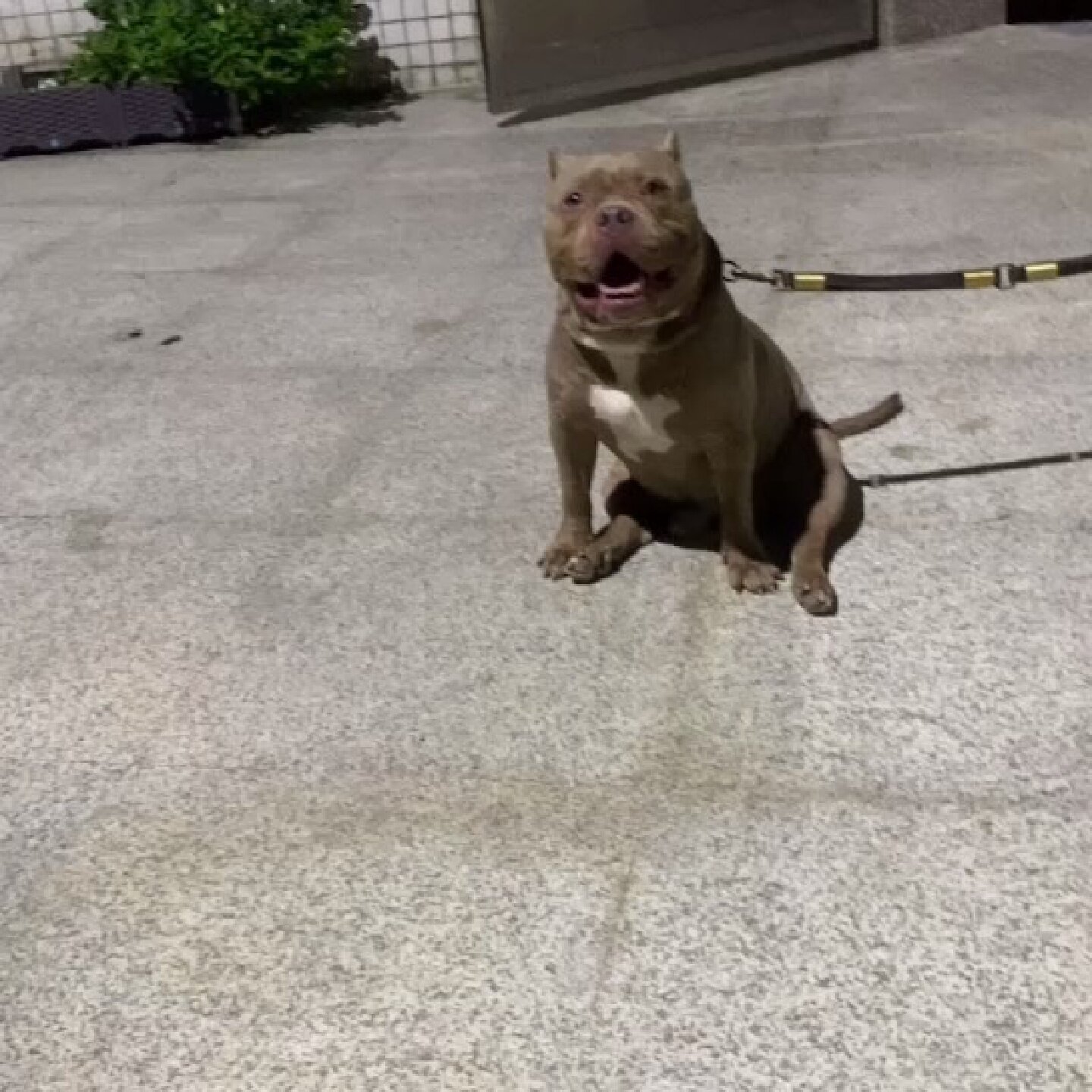 恶霸犬美国恶霸犬DAX血体重6其它元器件