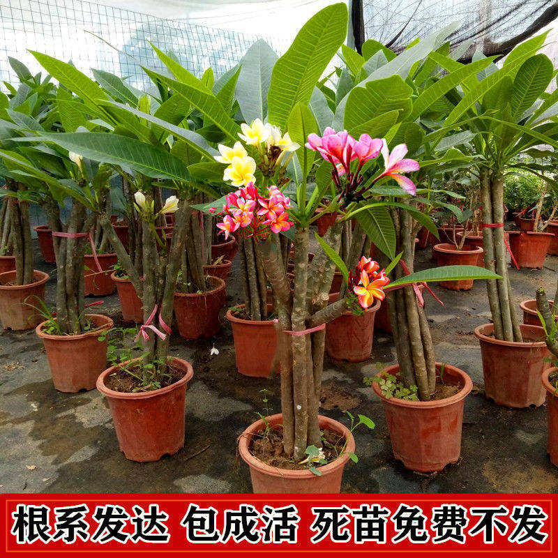 鸡蛋花树苗盆栽 当年开花庭院地栽阳台盆栽植物 多花浓香花卉,鲜花速递/花卉仿真/绿植园艺,造型盆景,淘宝优惠券,粉丝福利购,淘宝优惠卷