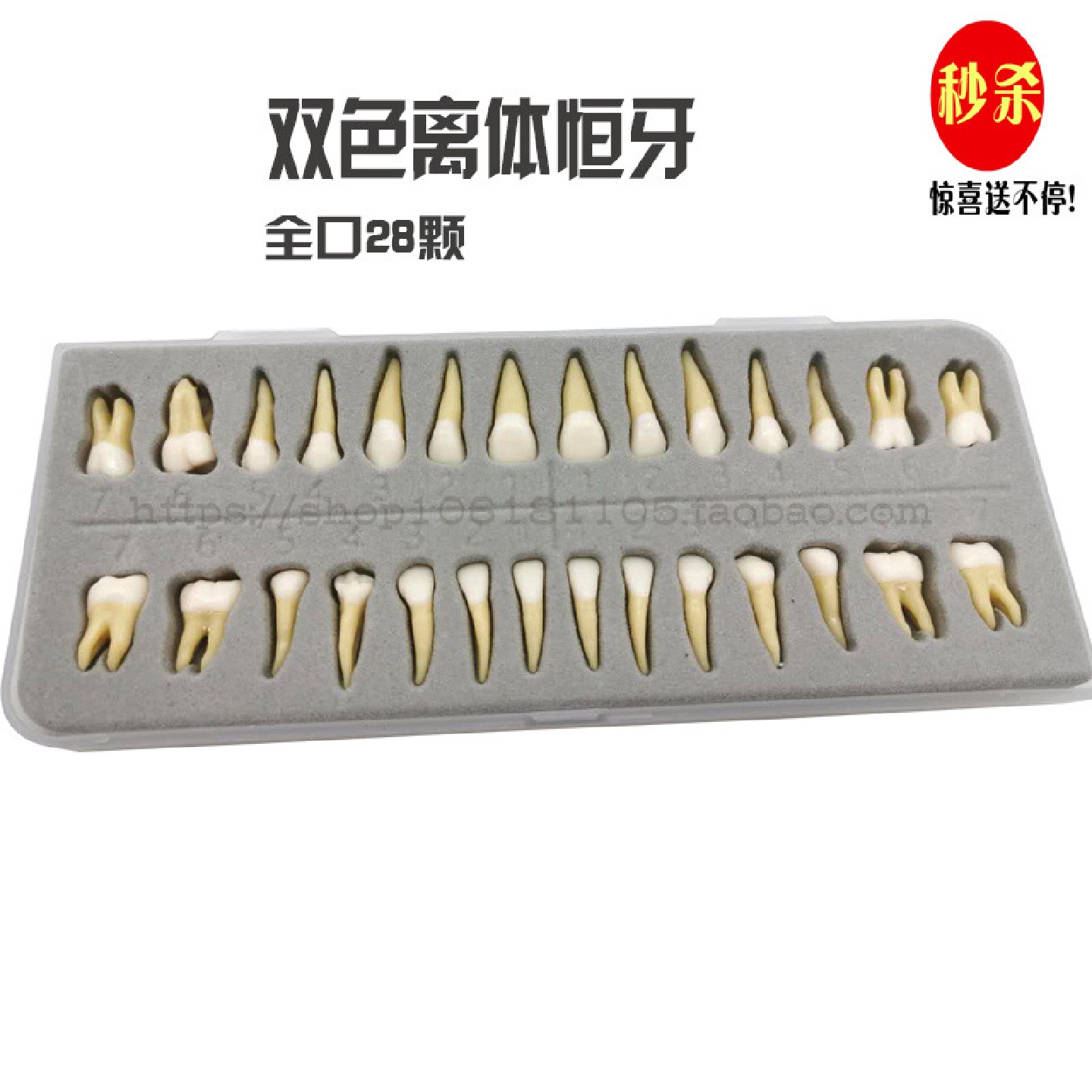 28颗双色恒牙有牙根开髓离体牙模型成人全口标准牙齿模型包邮