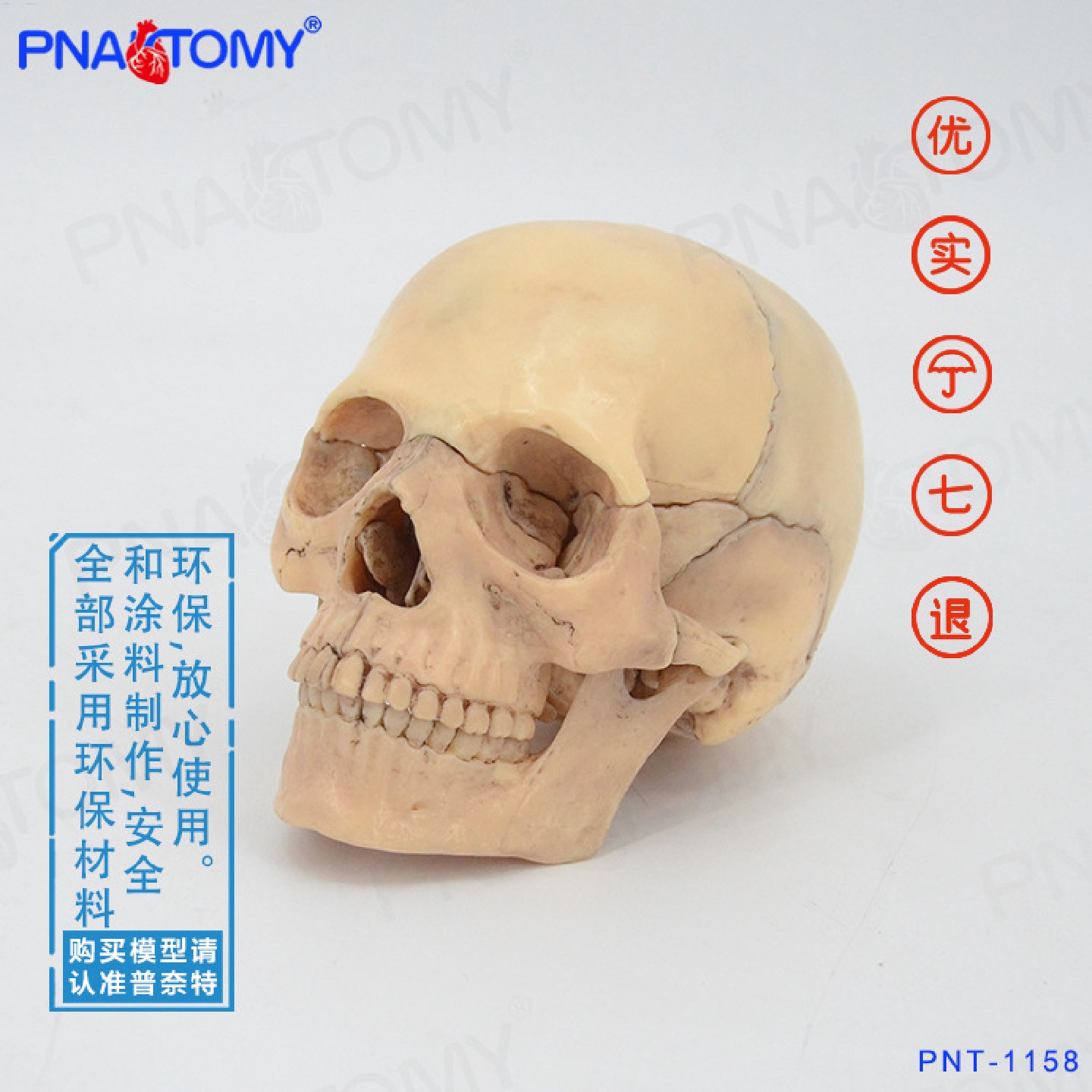 颅骨小骷髅头模型仿真人头骨原色可拆卸15部件美术临摹素描