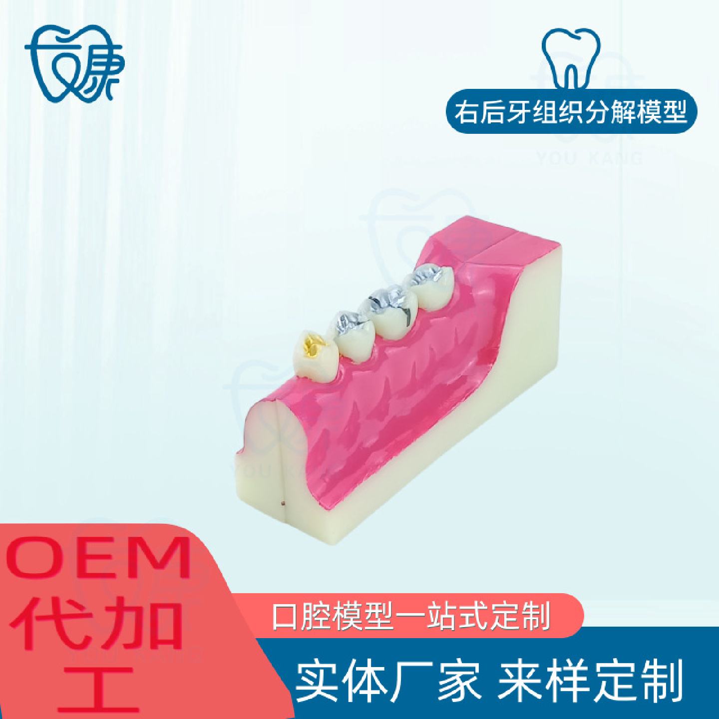 牙科口腔牙齿模型右后牙组织分解牙模型分解口腔展示标准医患沟通